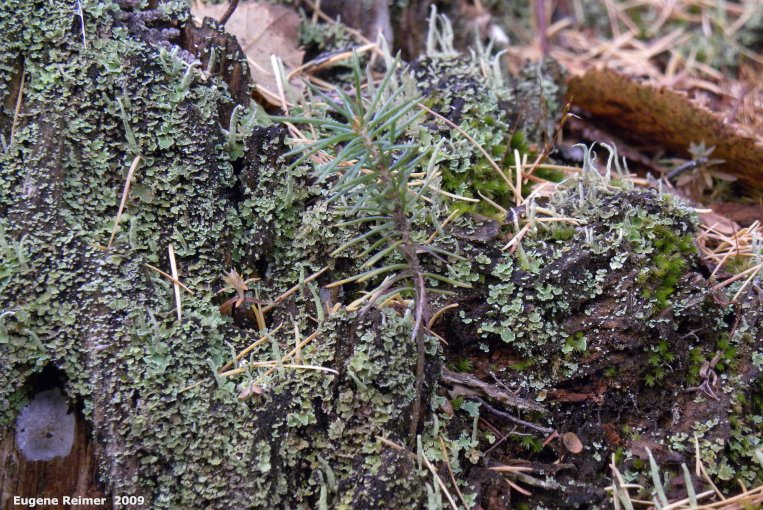 IMG 2009-Oct31 at Birds Hill Park:&nbsp; Moss (Bryophyta sp) + Lichen (Lecanorales sp) closer