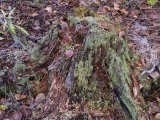 Moss+Lichen: on stump