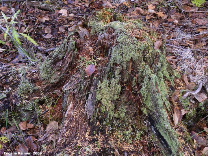 IMG 2009-Oct31 at Birds Hill Park:  Moss (Bryophyta sp) + Lichen (Lecanorales sp) on stump