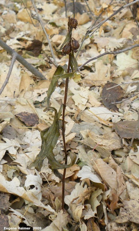 IMG 2009-Nov19 at St-Vital Park:  Broad-leaved helleborine (Epipactis helleborine) plant with pods