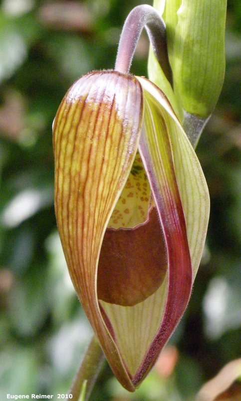 IMG 2010-Mar28 at MOS Orchid-Show:&nbsp; Phrag (Phragmipedium sp) Phragmipedium Les Dirouilles: bud almost open