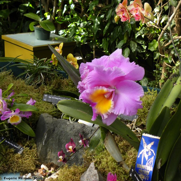 IMG 2010-Mar28 at MOS Orchid-Show:&nbsp; Orchid-family (Orchidaceae sp) several