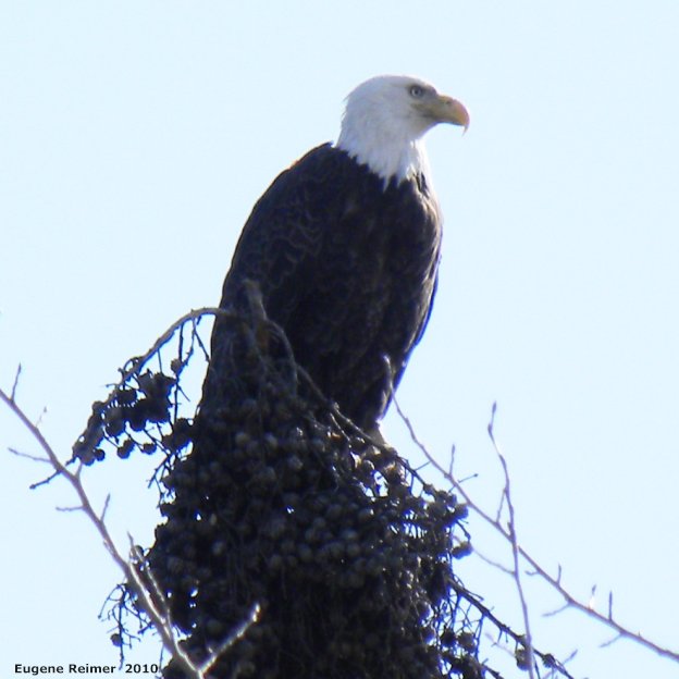 IMG 2010-Apr11 at Braintree:  Bald eagle (Haliaeetus leucocephalus)