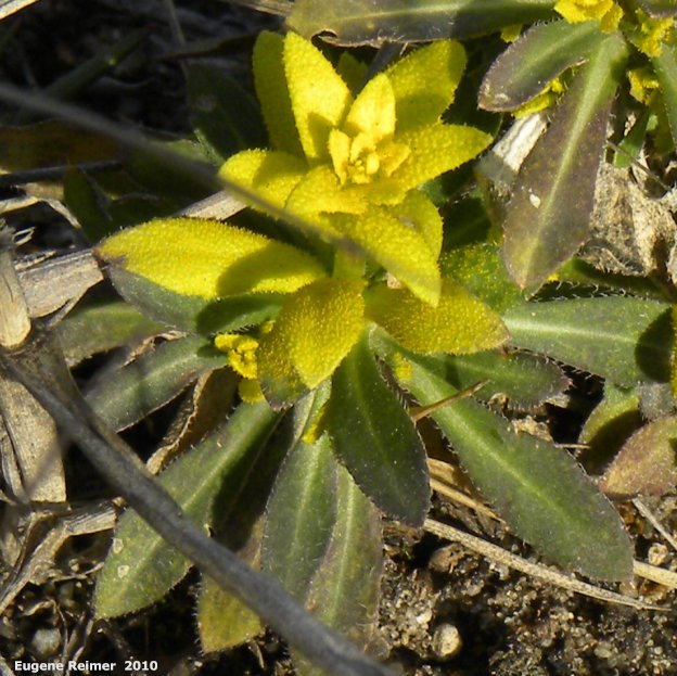 IMG 2010-Apr11 at Hadashville:&nbsp; Rock cress (Arabis sp) closer discoloured leaves that resemble flowers