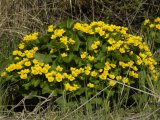 Marsh marigold: plant