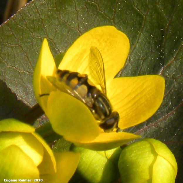 IMG 2010-May09 at Blumenort MB:  Syrphid-fly (Syrphidae sp) on Marsh marigold (Caltha palustris)