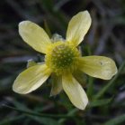 Early buttercup=Ranunculus fascicularis: flower