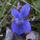 Early blue violet=Viola adunca: flower and bud?