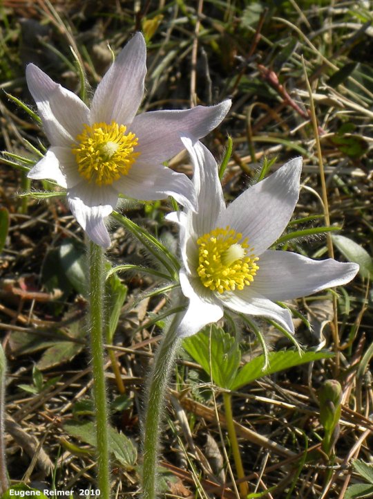 IMG 2010-May18 at PR 503 near Hadashville:&nbsp; Prairie crocus (Anemone patens)