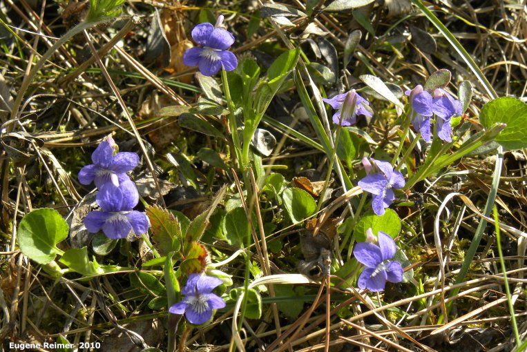 IMG 2010-May18 at PR 503 near Hadashville:  Early blue violet (Viola adunca) clump