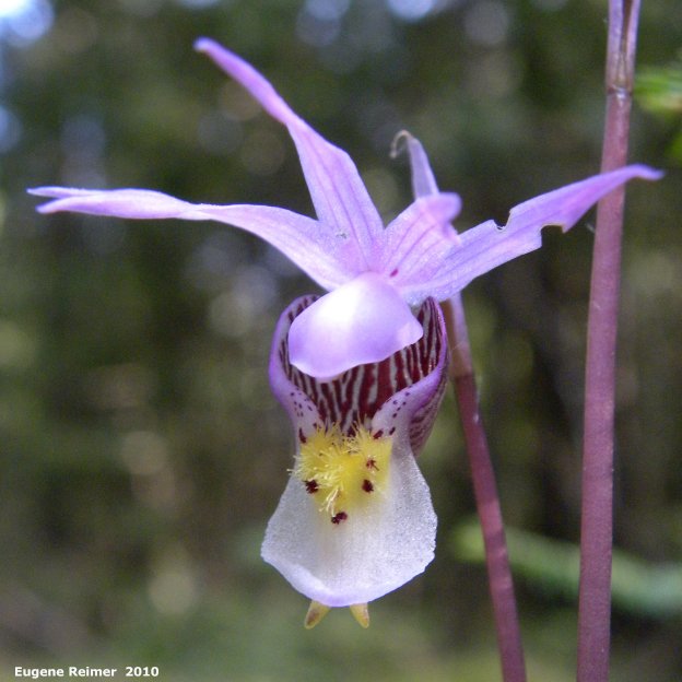 IMG 2010-May18 at Mary's Bog along PR 503:  Fairy-slipper (Calypso bulbosa var americana) flower