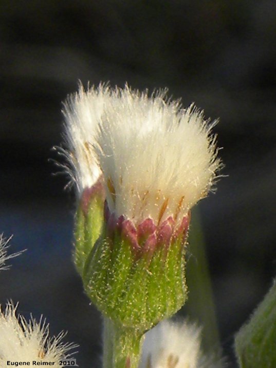 IMG 2010-May18 at S of Spruce Siding Rd:&nbsp; Arrow-leaved coltsfoot (Petasites frigidus var sagittatus) early seed-stage closeup