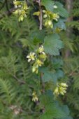 Wild black currant=Ribes americanum: