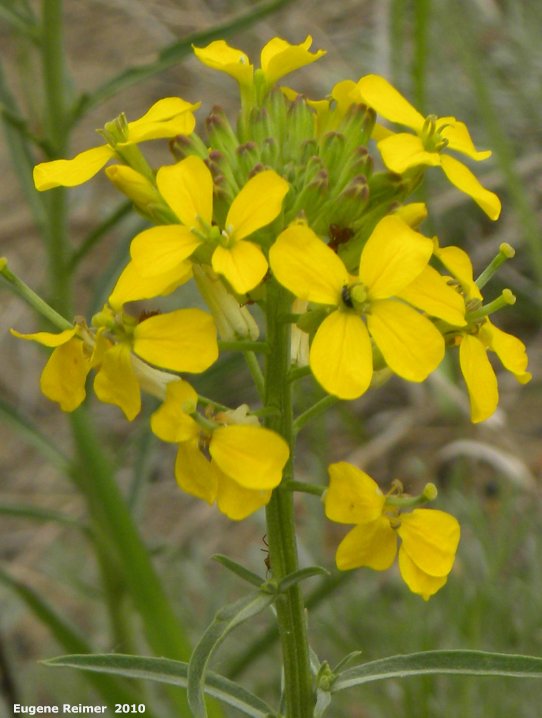 IMG 2010-May22 at Portage Sandhills:&nbsp; Wallflower mustard (Erysimum cheiranthoides) flowers