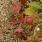 Pygmyflower rockjasmine=Androsace septentrionalis: fruit