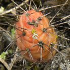 Plains prickly-pear-cactus=Opuntia polyacantha: closer