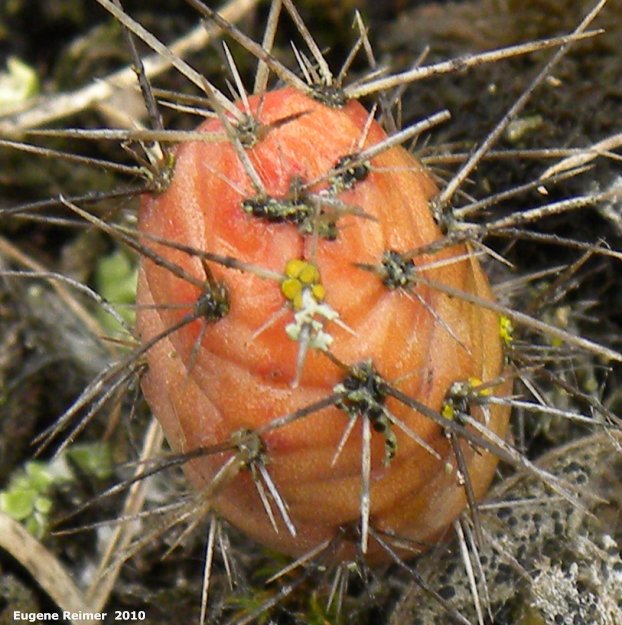 IMG 2010-May22 at Portage Sandhills:&nbsp; Plains prickly-pear-cactus (Opuntia polyacantha) closer