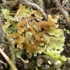Leaf-lichen?: closer