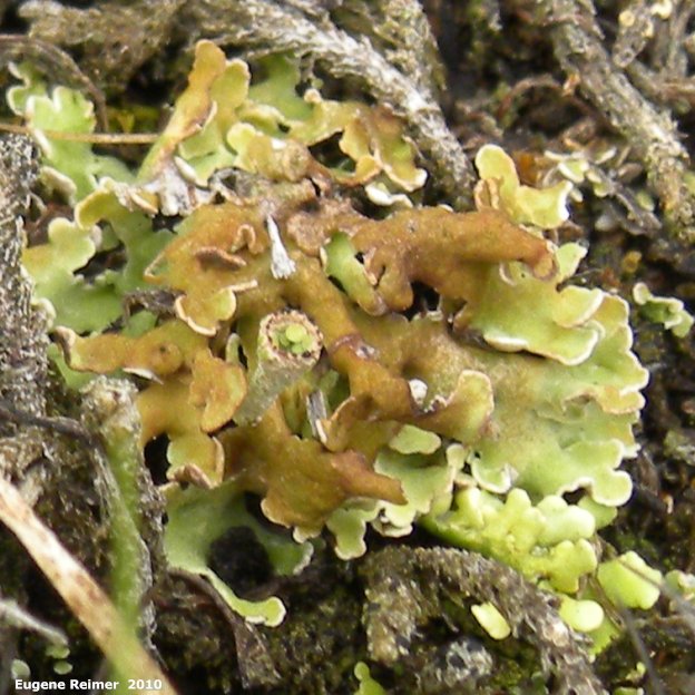 IMG 2010-May22 at Portage Sandhills:  Leaf-lichen (Peltigera sp)? closer