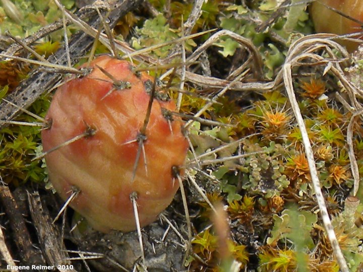 IMG 2010-May22 at Portage Sandhills:&nbsp; Plains prickly-pear-cactus (Opuntia polyacantha)