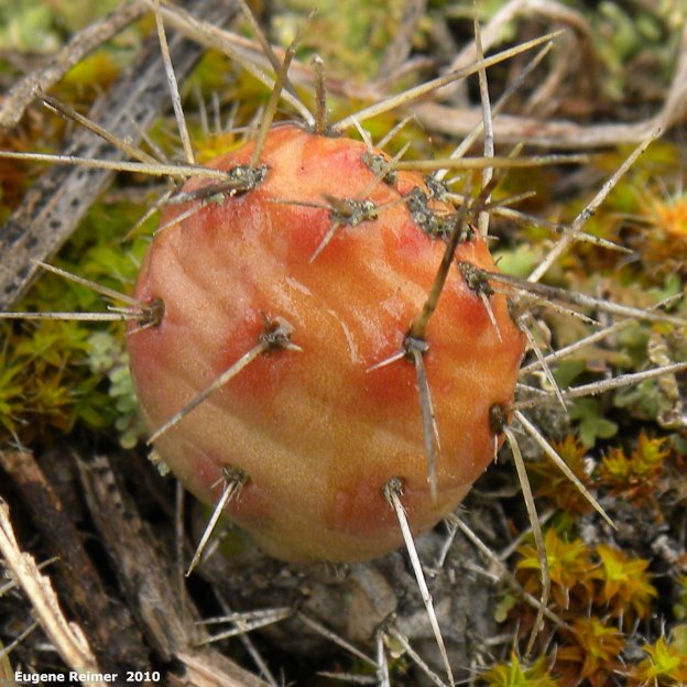 IMG 2010-May22 at Portage Sandhills:  Plains prickly-pear-cactus (Opuntia polyacantha)
