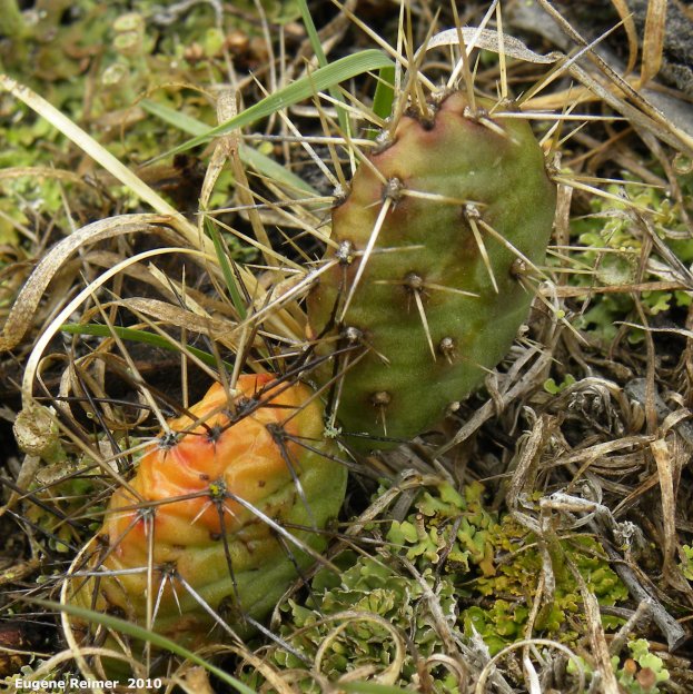IMG 2010-May22 at Portage Sandhills:&nbsp; Plains prickly-pear-cactus (Opuntia polyacantha)
