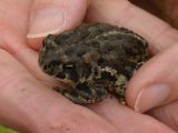 Canadian toad: with Bep's fingers