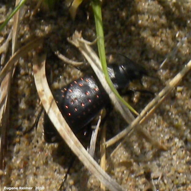 IMG 2010-May22 at Portage Sandhills:  Fiery hunter ground-beetle (Calosoma calidum)