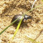 2010may22 at Portage Sandhills:  Fiery hunter ground-beetle=Calosoma calidum