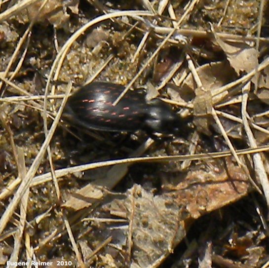 IMG 2010-May22 at Portage Sandhills:&nbsp; Fiery hunter ground-beetle (Calosoma calidum)