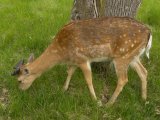 Fallow deer=Dama dama: