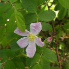 Prickly rose: flower and bud