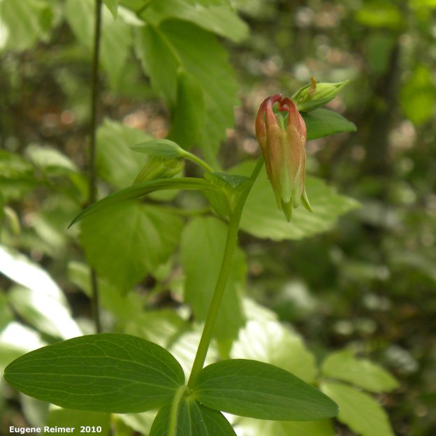 IMG 2010-May25 at Stead Road:&nbsp; Red columbine (Aquilegia canadensis) plant in bud