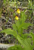 Yellow ladyslipper small-variety: plant with flowers