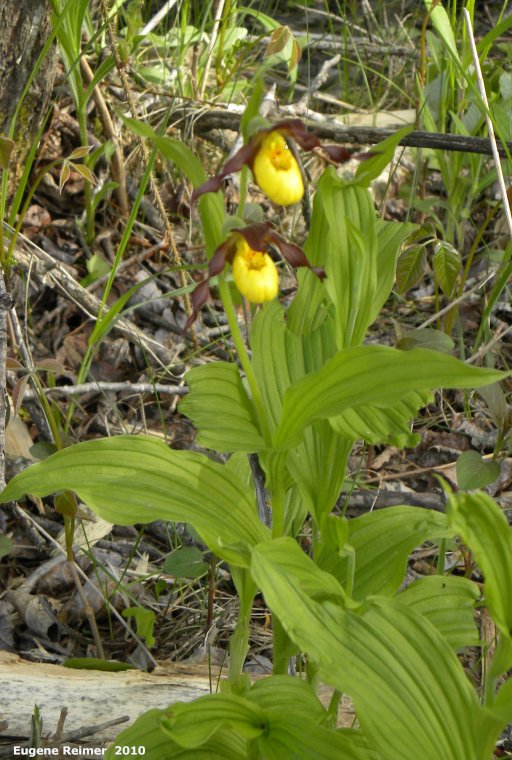 IMG 2010-May25 at Stead Road:  Northern-small-variety yellow ladyslipper (Cypripedium parviflorum var makasin) plant with flowers
