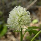 Baneberry=Actaea rubra: flowers closer