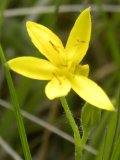 Yellow stargrass=Hypoxis hirsuta: plant with flower and bud