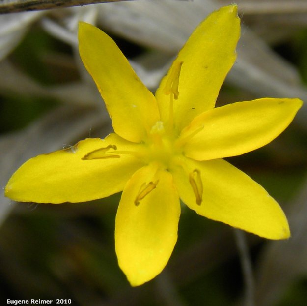 IMG 2010-May28 at Kleefeld:&nbsp; Yellow stargrass (Hypoxis hirsuta) flower