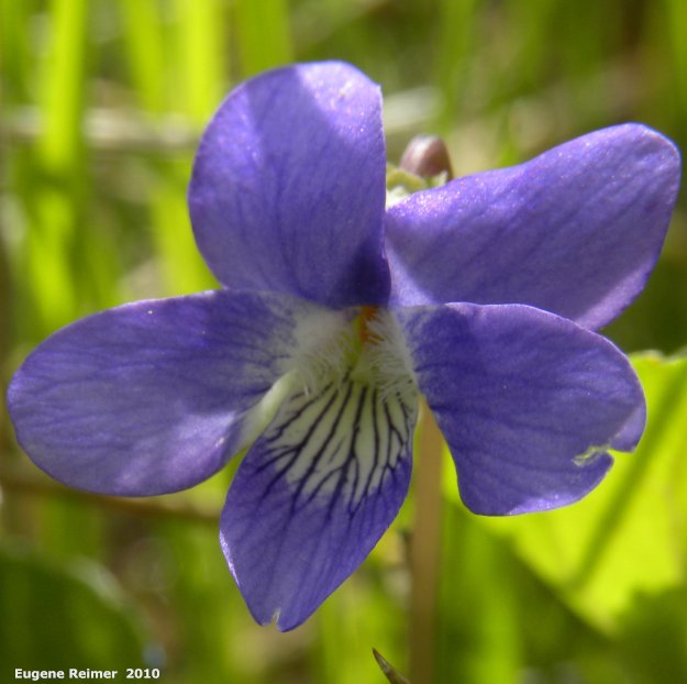 IMG 2010-May28 at Kleefeld:&nbsp; Early blue violet (Viola adunca) flower