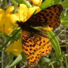 Fritillary butterfly: on Hoary puccoon