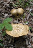 ?mushroom: