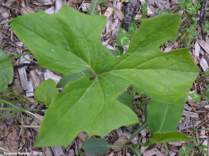 IMG 2010-Jun03 at Hadashville Ski Trails:  White lettuce (Prenanthes alba) leaf