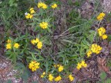 Hoary puccoon=Lithospermum canescens: clump