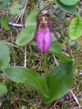 Moccasin ladyslipper=Cypripedium acaule: plant