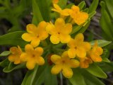 Hoary puccoon=Lithospermum canescens: flowers