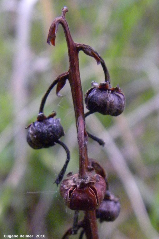 IMG 2010-Jun03 at Hadashville Ski Trails:&nbsp; Wintergreen (Pyrola sp) seedpods closer