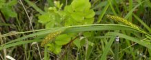 Wooly sedge=Carex lanuginosa: