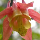 Columbine=Aquilegia canadensis: flower from below