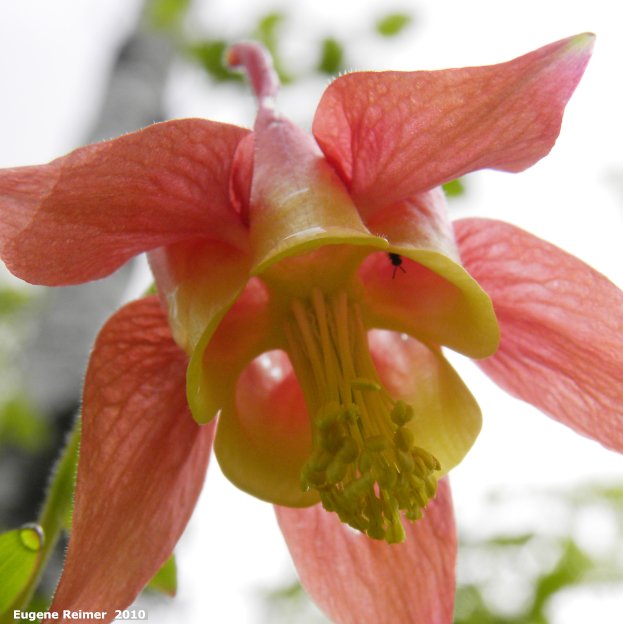 IMG 2010-Jun05 at Hadashville Ski Trails:&nbsp; Red columbine (Aquilegia canadensis) flower from below