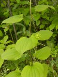 Carrion-flower=Smilax herbacea: plant with flowers
